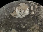 Fossil Orthoceras & Goniatite Plate - Stoneware #51450-1